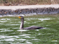 Double-crested Cormorant 7238